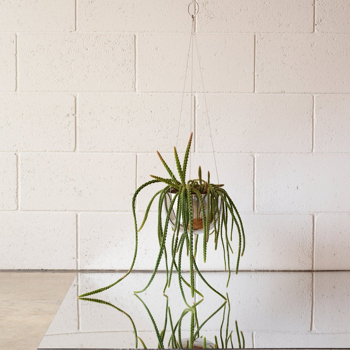 CLIFTON hanging plant pot