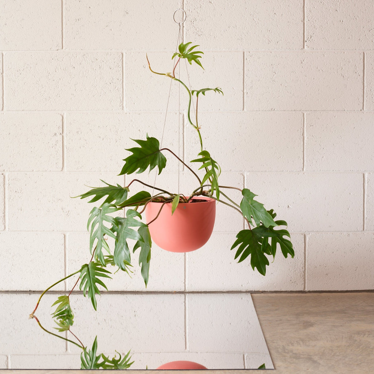 CLIFTON hanging plant pot