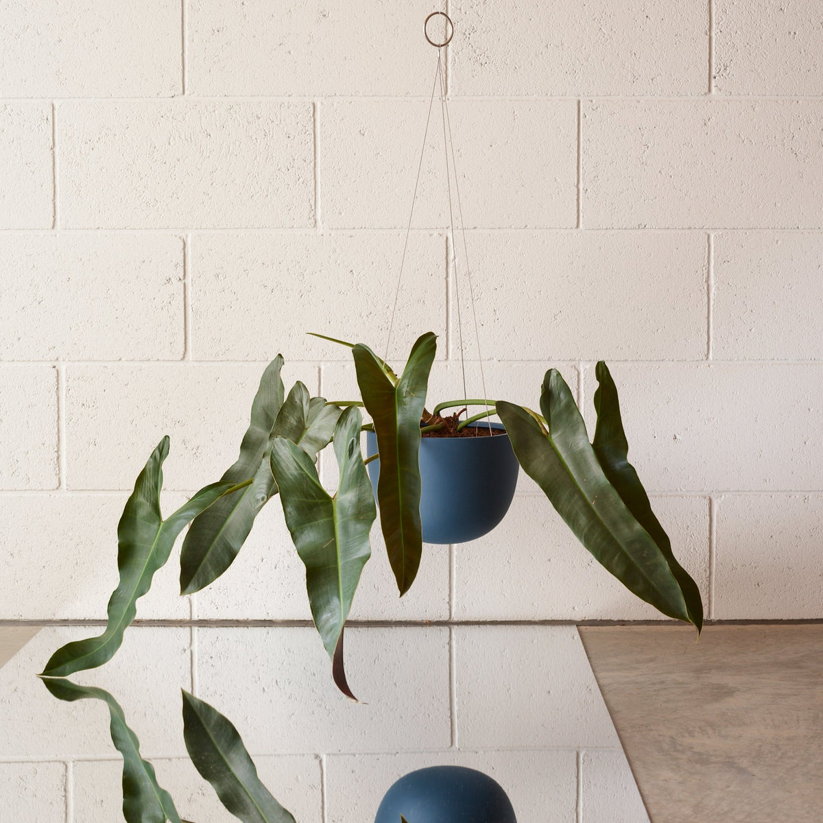 CLIFTON hanging plant pot