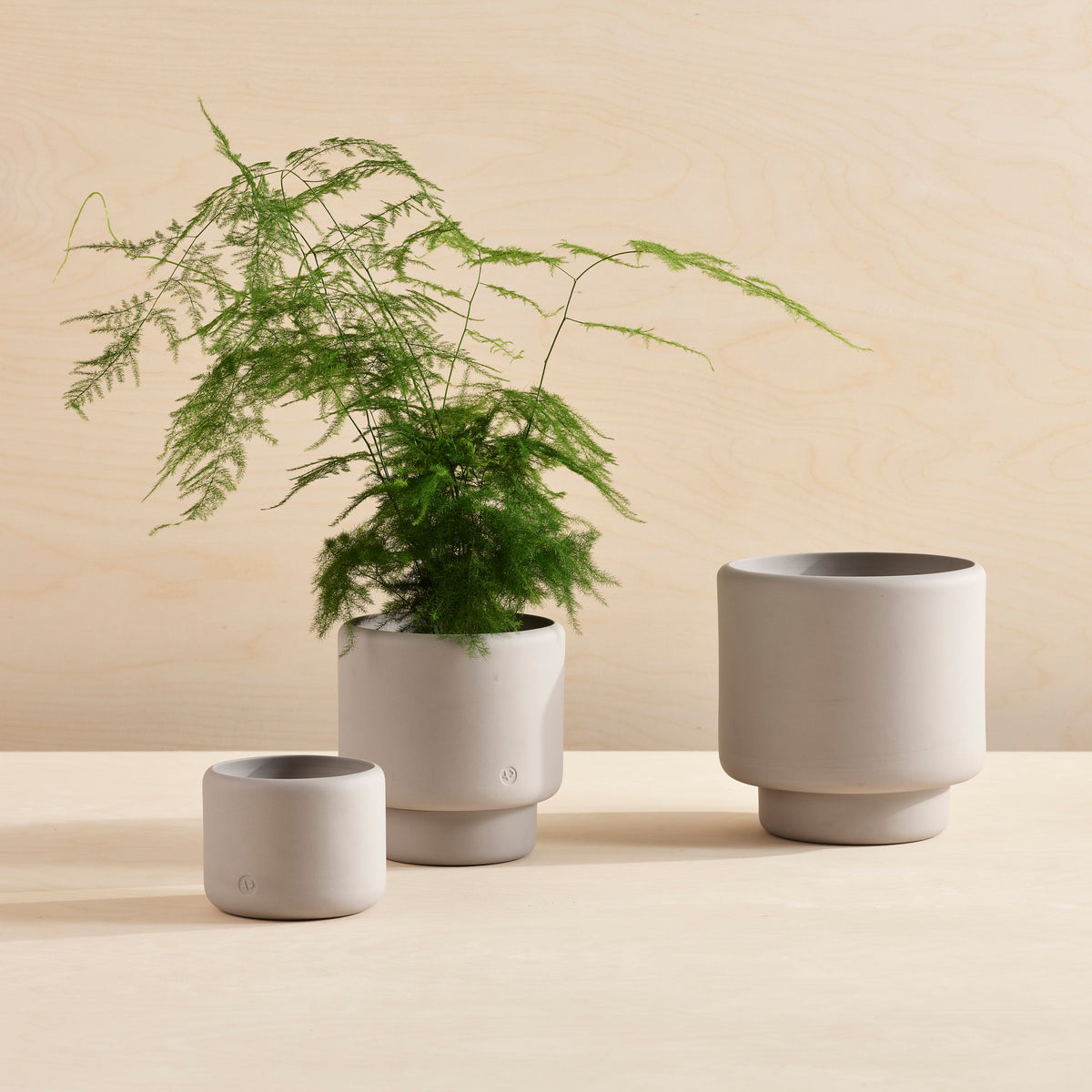BOTANY Plant Pot