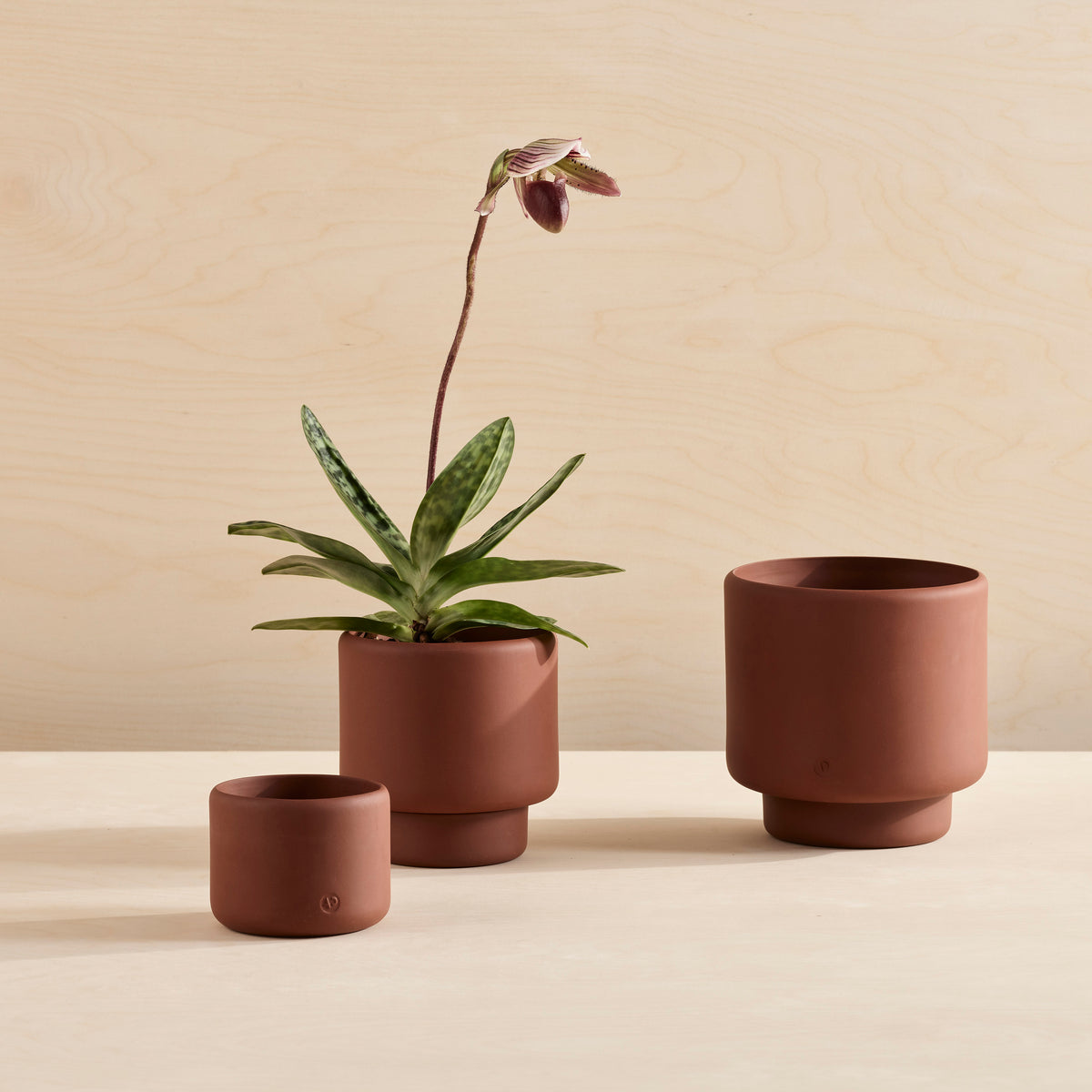 BOTANY Plant Pot