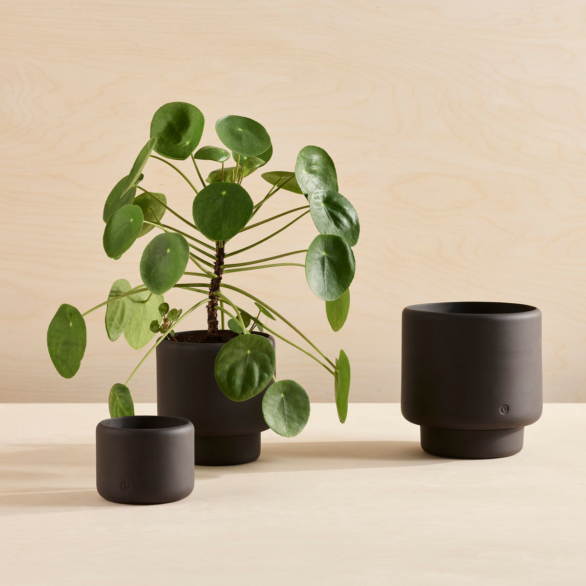 BOTANY Plant Pot