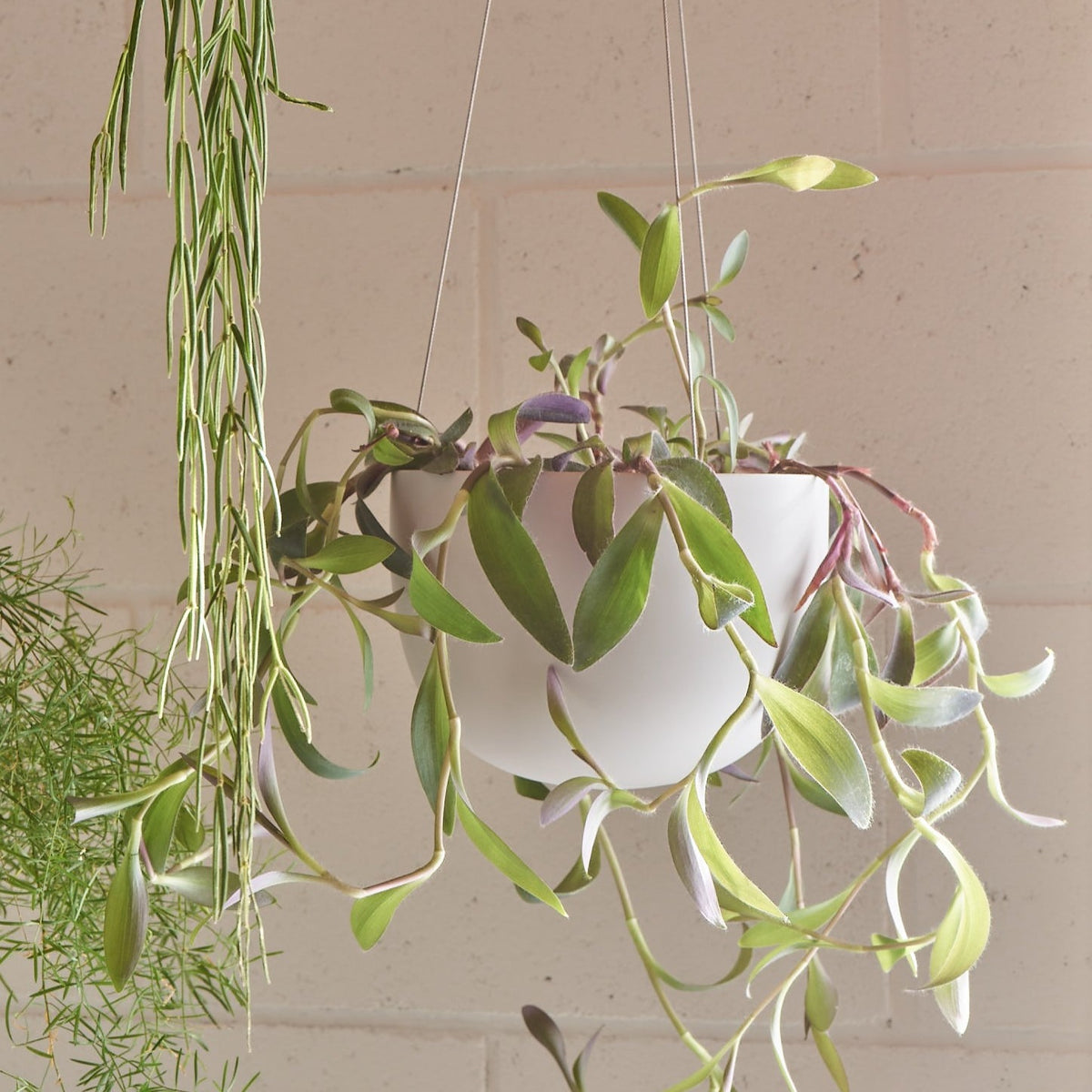 CLIFTON hanging plant pot
